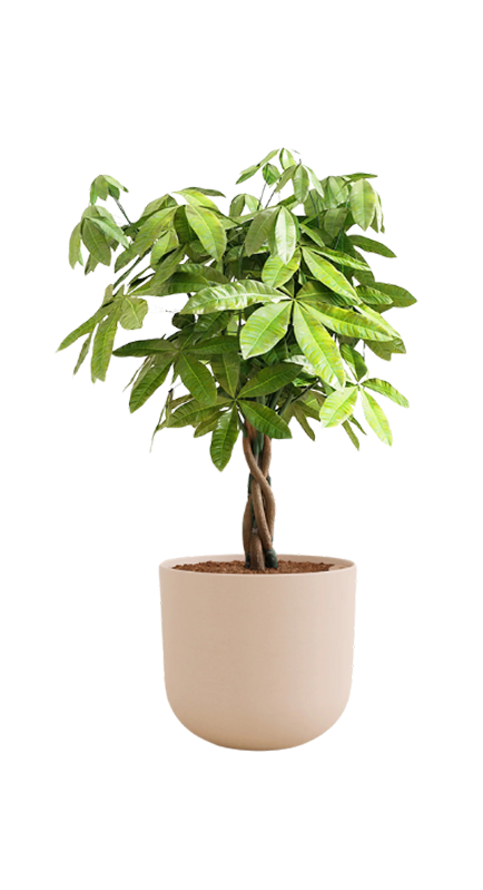Home Plant